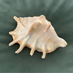 Seashell Decor Unique Spiked Natural Conch